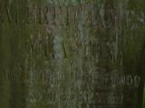 image of grave number 10620